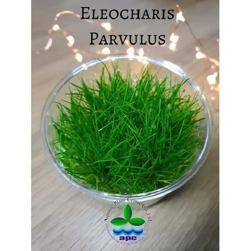Eleocharis parvulus (acicularis) T/C CUP