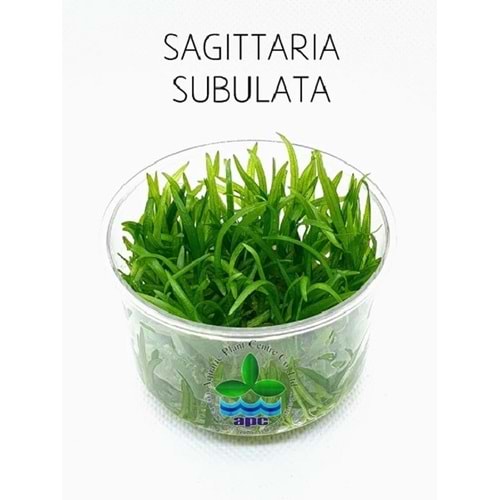 Sagittaria subulata T/C CUP