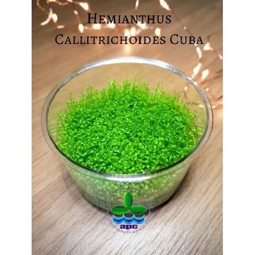 Hemianthus callitrichoides Cuba T/C CUP