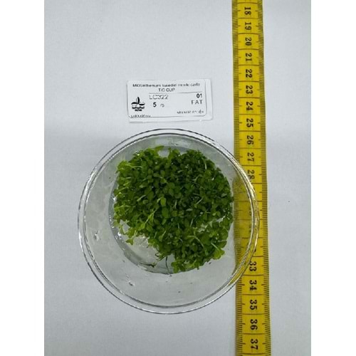 Micranthemum monte carlo T/C CUP