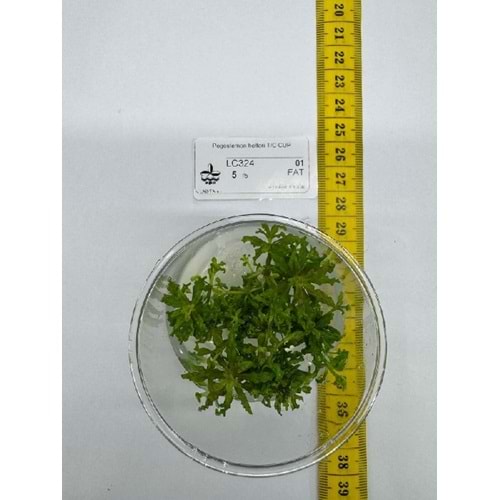 Pogostemon helferi T/C CUP