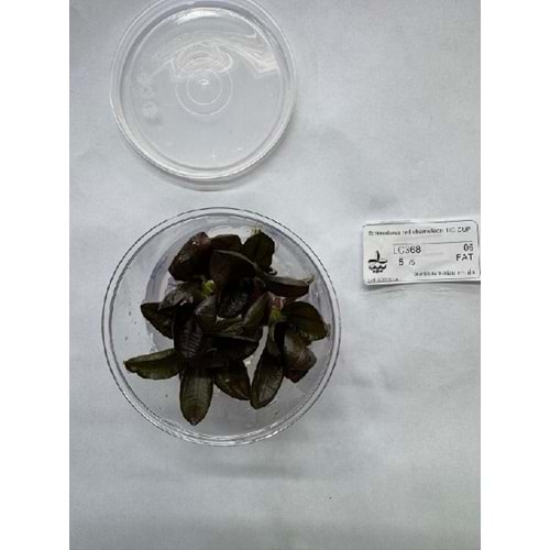 Echinodorus red chameleon T/C CUP