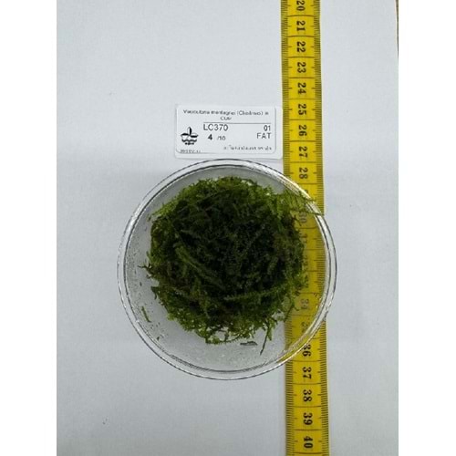 Vesicularia montagnei (Chistmas) in CUP