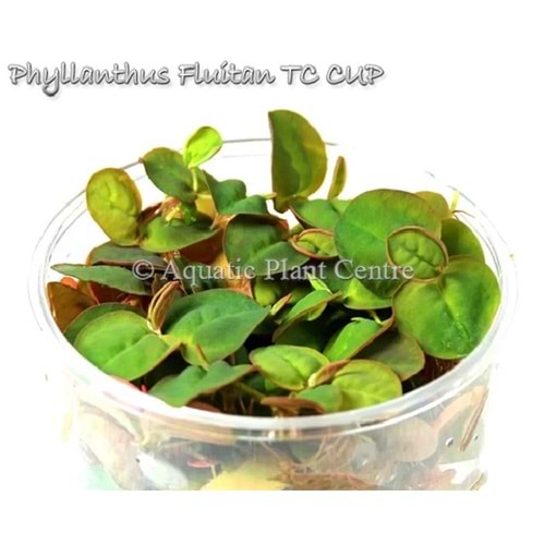 Phyllanthus fluitan in CUP