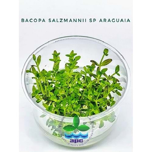 Bacopa salzmannii sp araguaia T/C CUP
