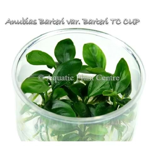 Anubias barteri var glabra (D.C) T/C [Small] CUP