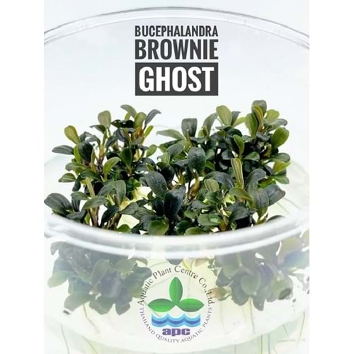 Bucephalandra brownie ghost T/C [Small] CUP