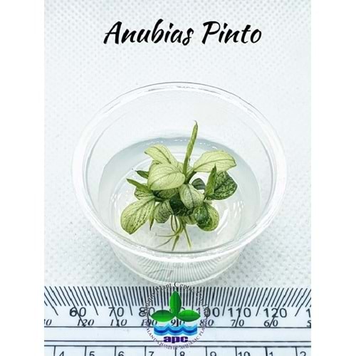 Anubias barteri var nana (pinto) T/C [SMALL] CUP