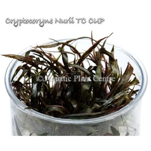Cryptocoryne nurii T/C [Small] CUP