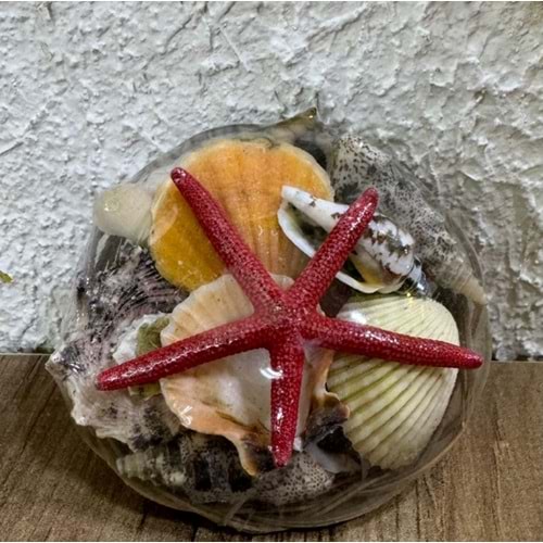 Akvaryum Dekor Orta boy Sepet Deniz kabukları