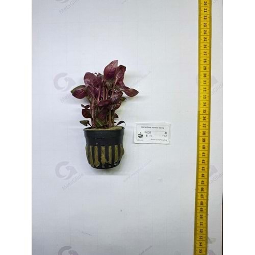 Alternanthera lilacina