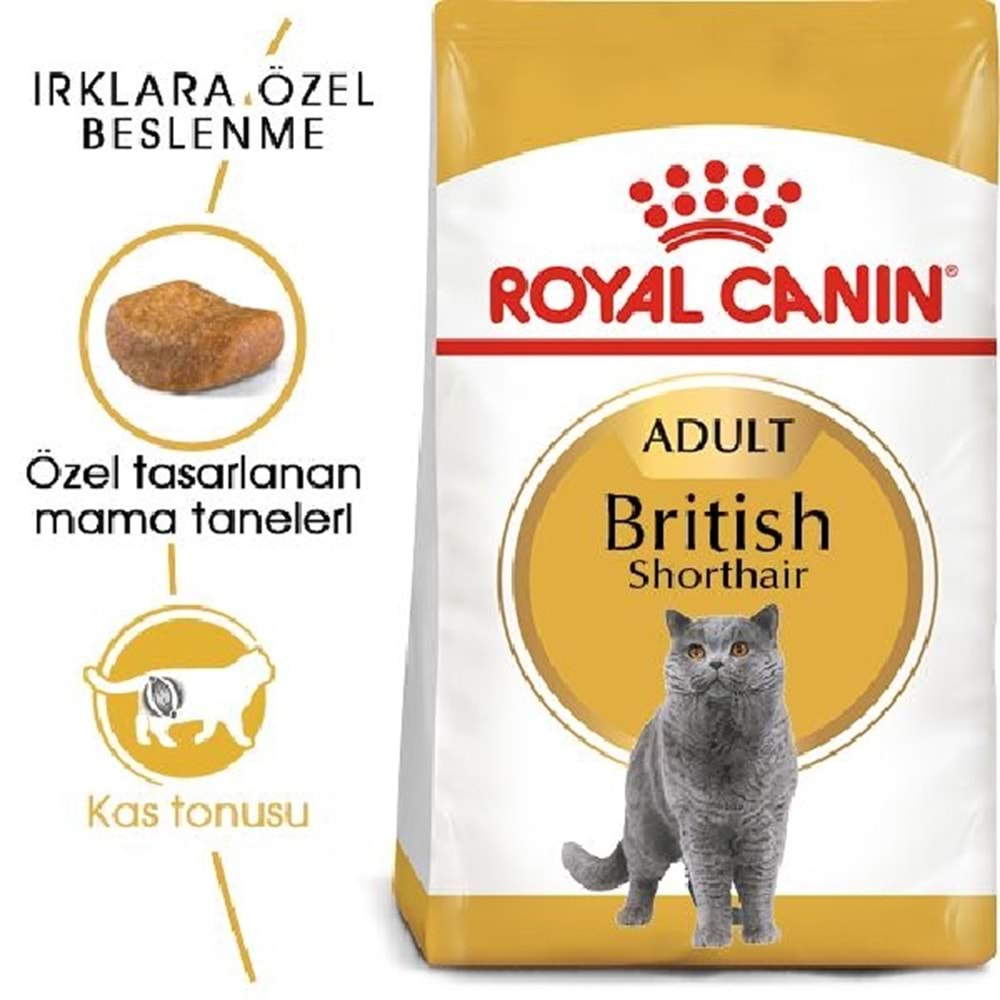 British Short Hair Yetişkin 2Kg